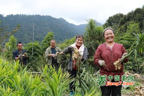 贵州剑河：黄姜种植“有姜来” ()