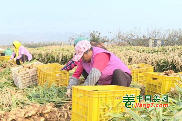 烟台海阳：大姜亩产过万斤 ()