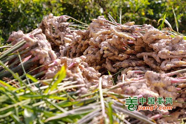 贵州长顺：百亩生姜丰收 ()