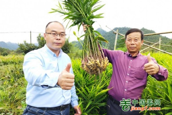 中国姜网2021年生态生姜基地测产南方产区-精彩合集（下） ()