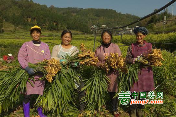 贵州安龙：生姜高产迎丰年 ()