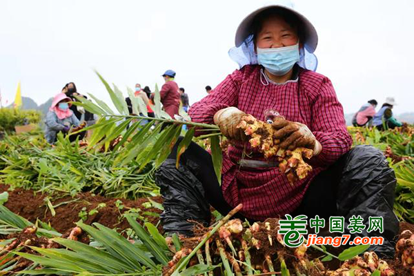 云南罗平：又是一年丰收年 ()