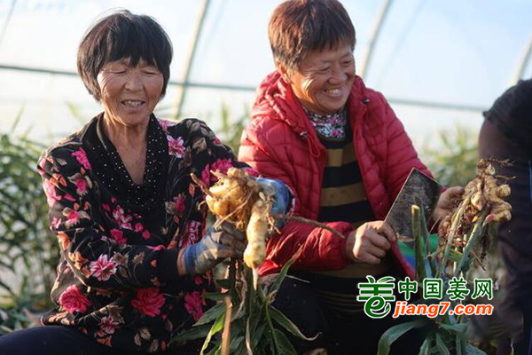 威海荣成：大棚姜丰收时 ()