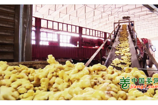 贵州兴义：生姜成熟季 企业加工忙 ()