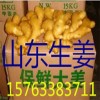 山东生姜产地 山农一号姜种，山东大黄姜批发，山东小姜价格