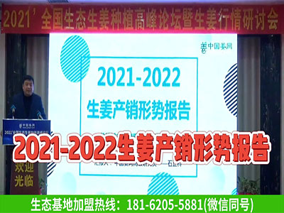 2021-2022生姜产销形势报告