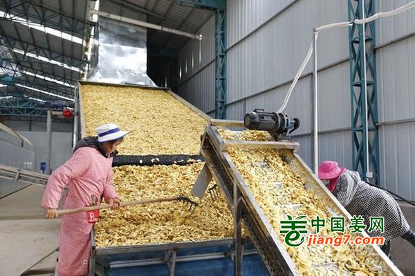 罗平板桥：小黄姜变存量为增量 ()