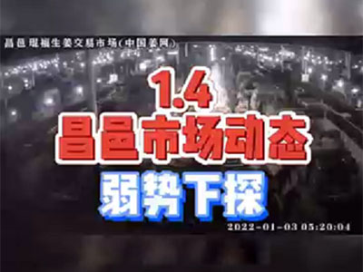 1月4日 昌邑生姜交易实况（弱势下滑） ()