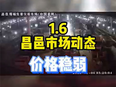 1月6日 昌邑生姜交易实况（价格稳弱） ()