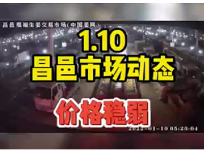 1月10日 昌邑生姜交易实况（价格稳弱） ()