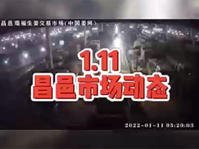 1月11日 昌邑生姜交易实况（上货减少） ()