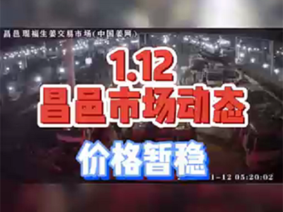 1月12日 昌邑生姜交易实况（价格暂稳） ()