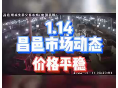 1月14日 昌邑生姜交易实况（价格平稳） ()