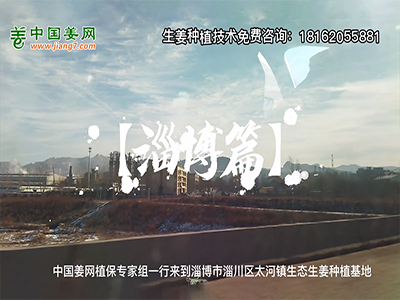 中国姜网生态基地回访侧记--淄博篇 ()