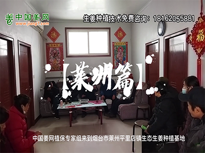 中国姜网生态基地回访侧记--莱州篇 ()