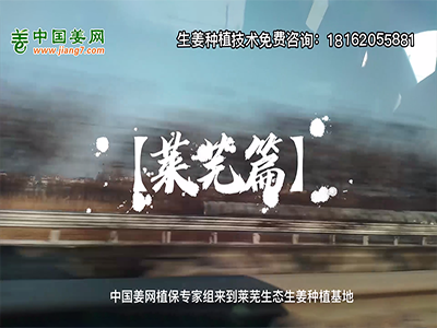 中国姜网生态基地回访侧记--莱芜篇 ()