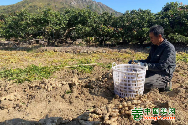 宝楼生姜迎丰收 ()