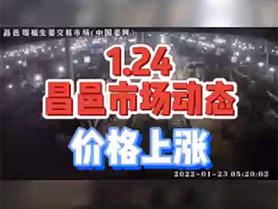 1月24日 昌邑生姜交易实况（价格上涨） ()
