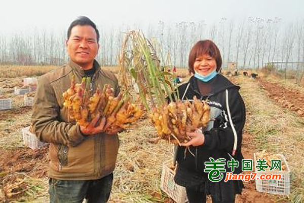 巧媳妇巧念“种姜经” ()