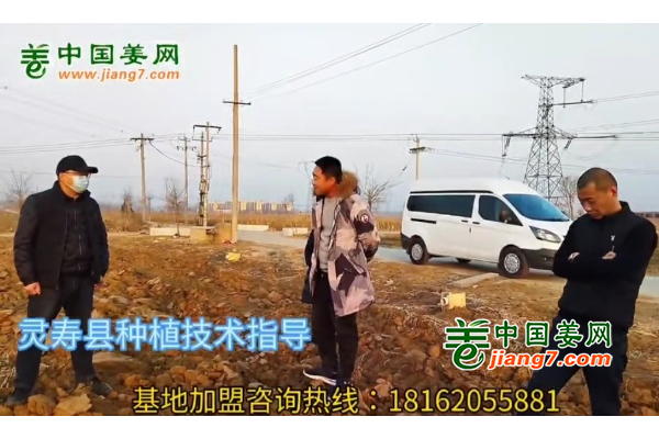 中国姜网新生态基地调研--河北（灵寿、行唐)篇 ()