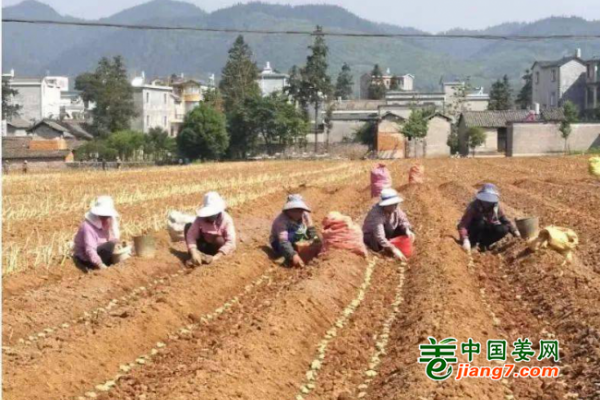 云南罗平：开沟起垄技术助增收 ()