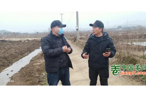 中国姜网生态基地调研指导--安徽（铜陵、宣城) ()