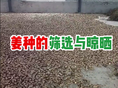 姜种筛选与晾晒 ()