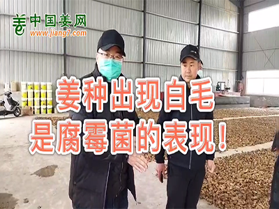 姜种出现白毛是腐霉菌的表现 ()