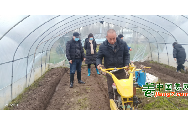 中国姜网生态基地调研指导--浙江（嵊州、永康、青田) ()