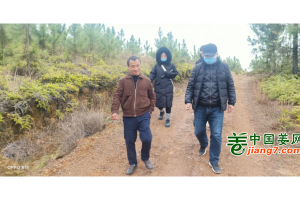 中国姜网生态基地调研指导--江西于都、福建建瓯 ()