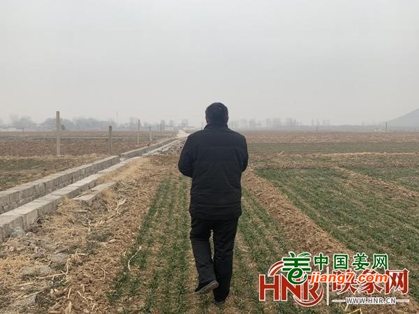 河南辉县：生姜铺就致富梦 ()