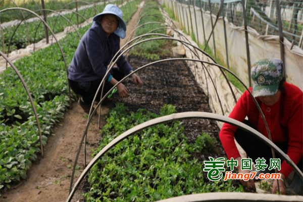 湖南石门：抢抓农时 保障供应 ()