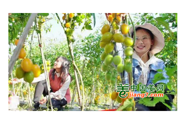 昌宁：优化特色蔬菜产业 ()