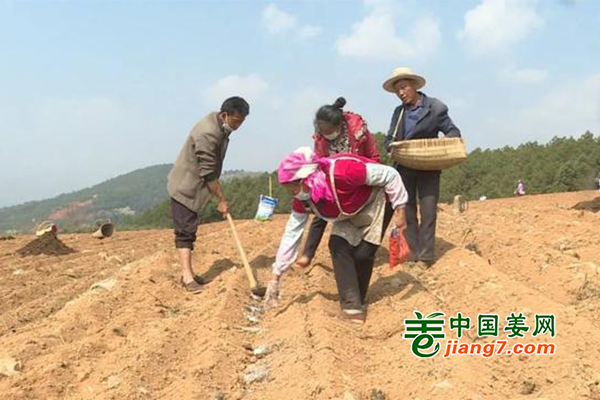 贵州威宁：小姜播种正当时 ()