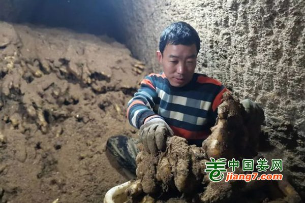 乳山：备春耕 出姜种 ()