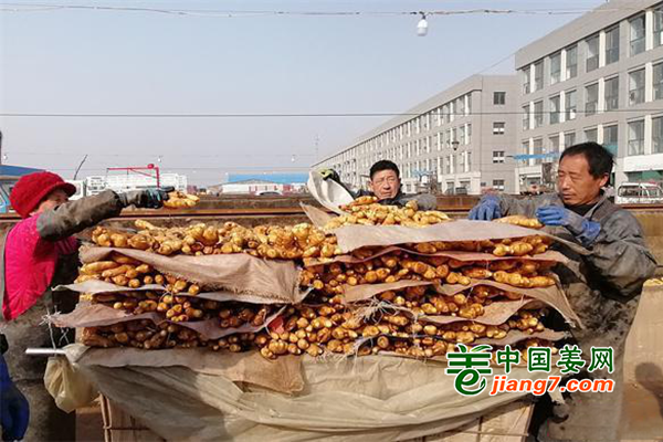 昌邑：又是种姜好时节 ()