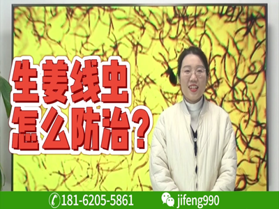 生姜种植：根结线虫如何防治？ ()