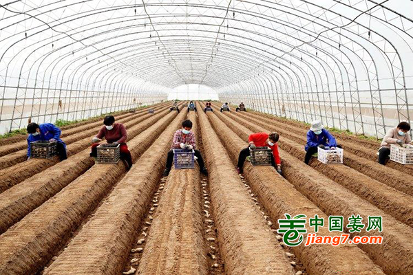 河北巨鹿：春日种姜 ()