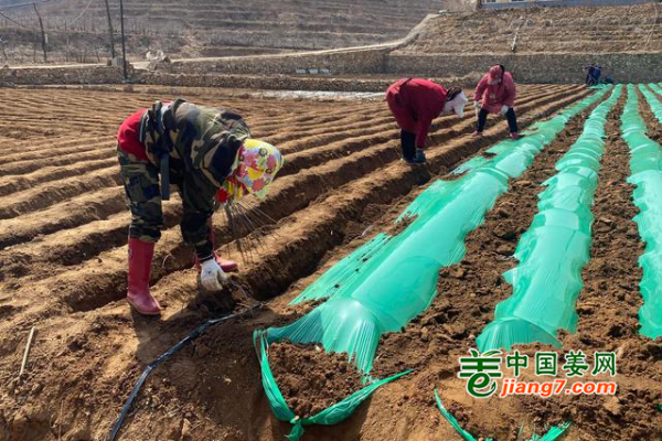 威海乳山：春耕种生姜 ()