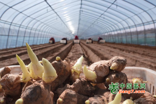 河北磁县：种出美好“姜”来 ()