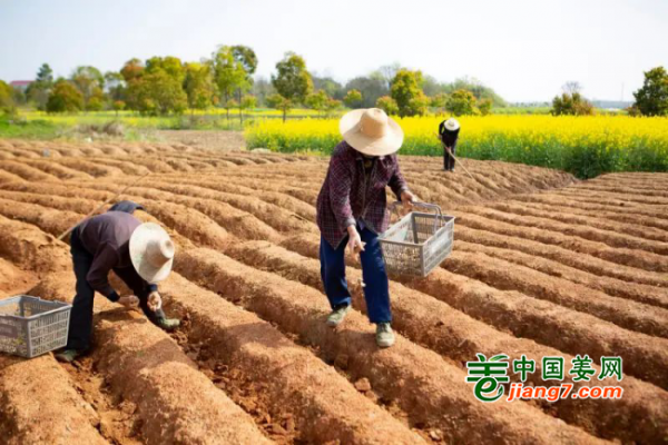 安徽枞县：种下“致富姜” ()