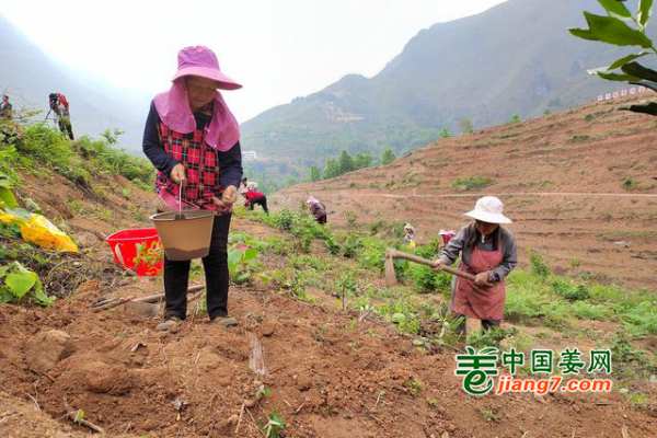 贵州黔西南：套种生姜助增收 ()