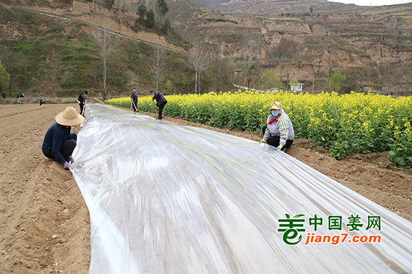 甘肃西和：生姜忙种植 ()