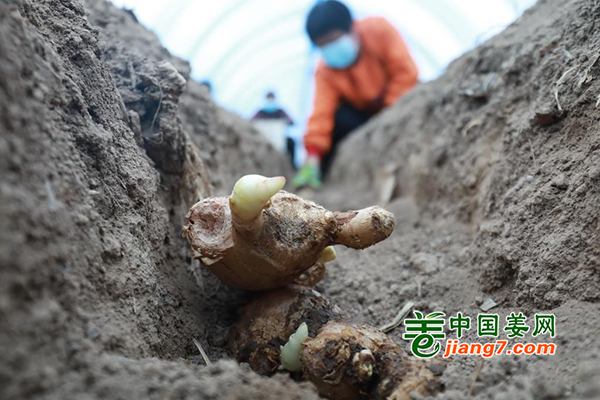 河北赵县：抢住农时种生姜 ()