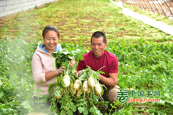 内蒙：小蔬菜大收益 ()