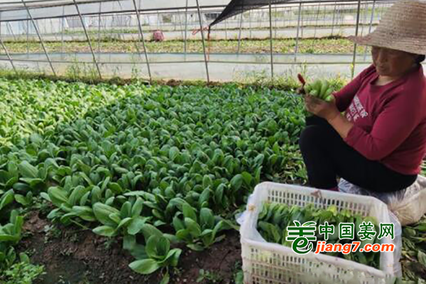 荆州：蔬菜尝鲜正当时 ()