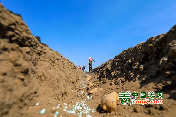 河北滦南：春来种姜忙 ()