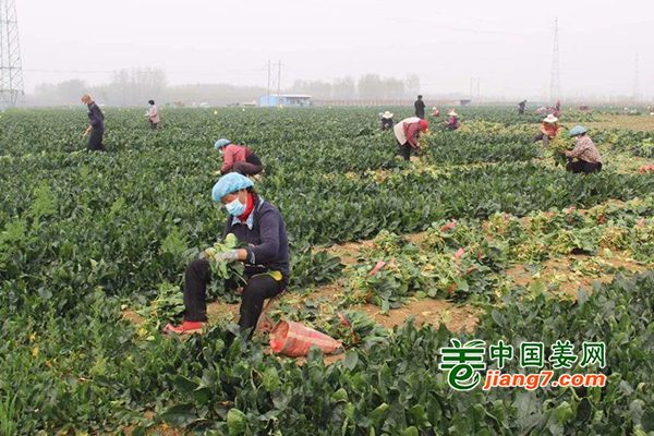 山东肥城：疫情之下，不误农时 ()