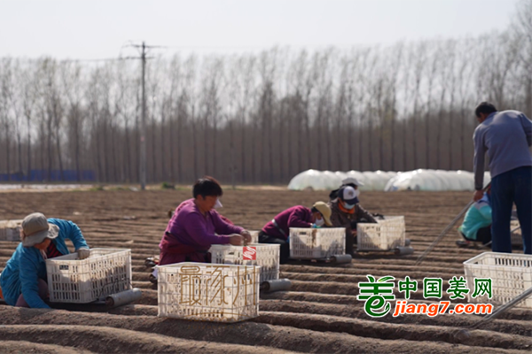 河北涿州：金疙瘩开始种啦！ ()