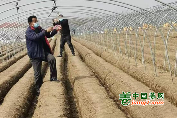 河北无极：春耕时节种姜忙 ()